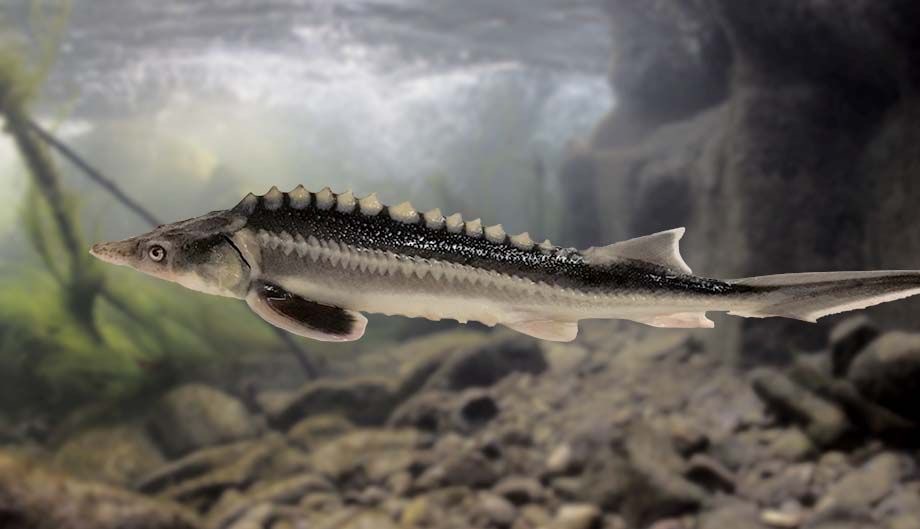 بچه ماهی چالباش